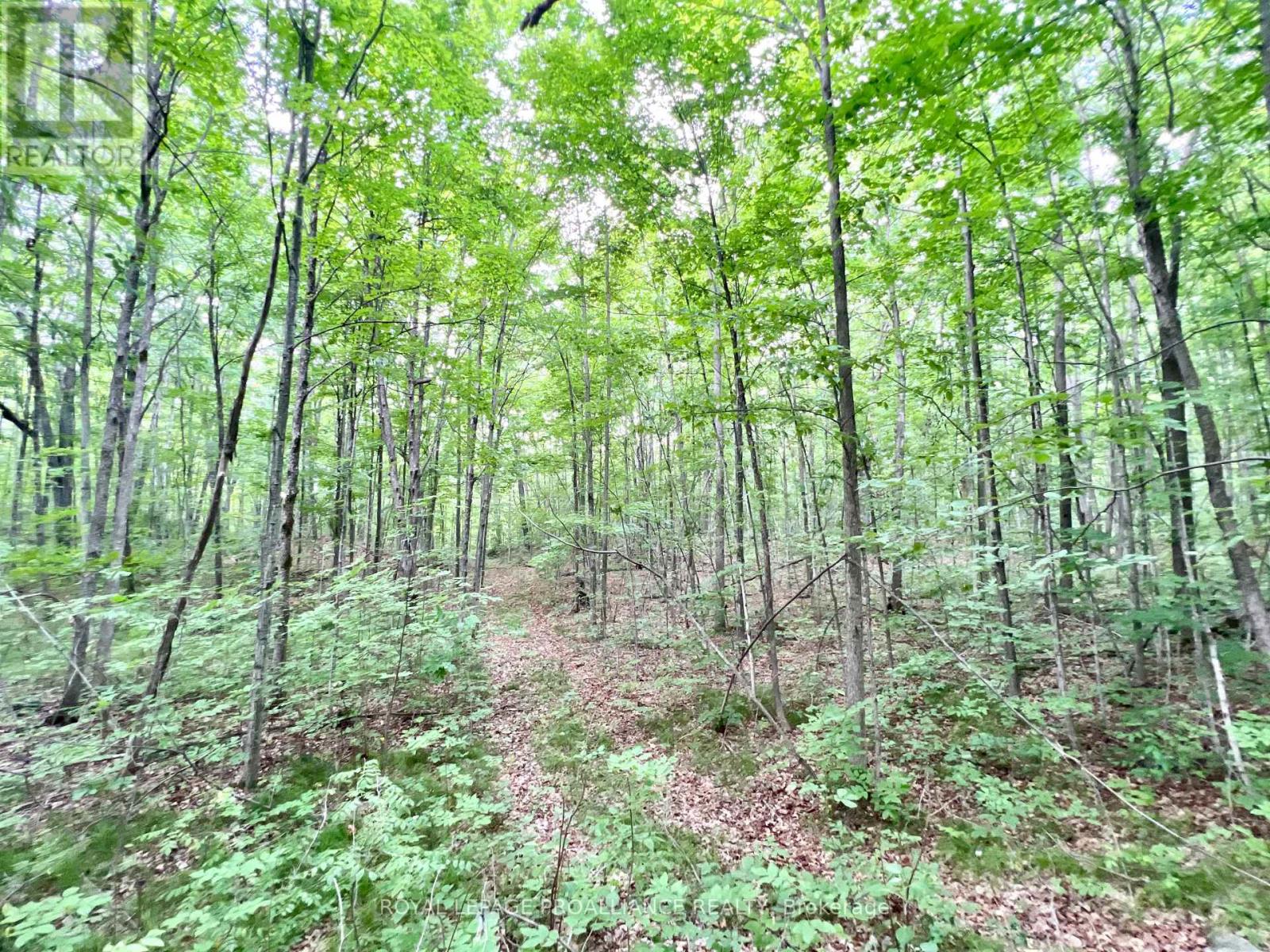 2201 Moneymore Road, Tweed, Ontario  K0K 2Y0 - Photo 38 - X12317926