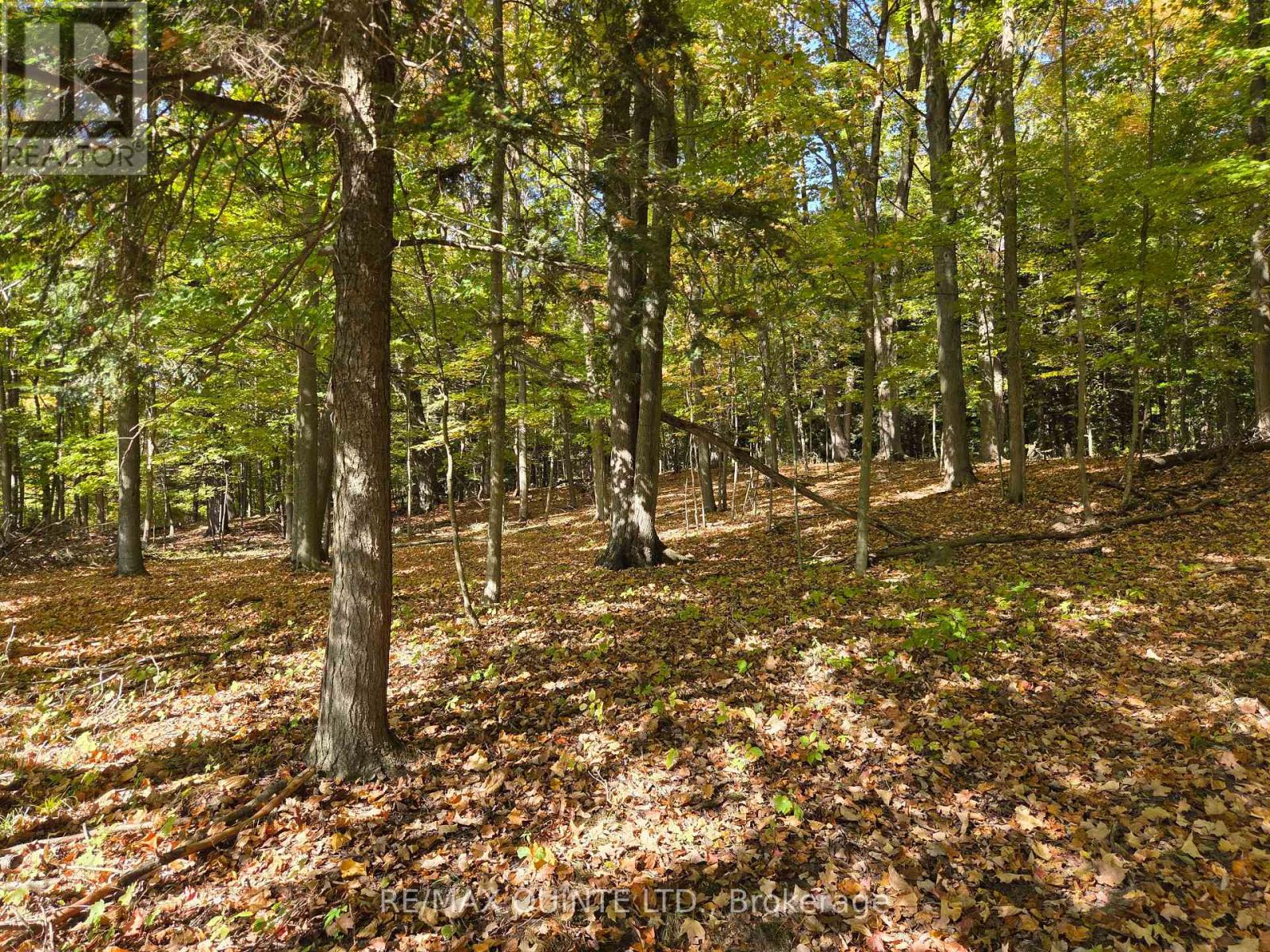 551 Marlbank Road, Tweed, Ontario  K0K 3J0 - Photo 40 - X12450063