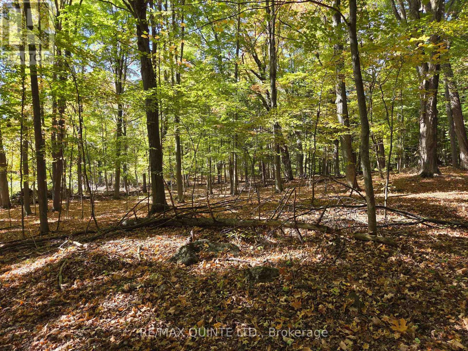 551 Marlbank Road, Tweed, Ontario  K0K 3J0 - Photo 41 - X12450063