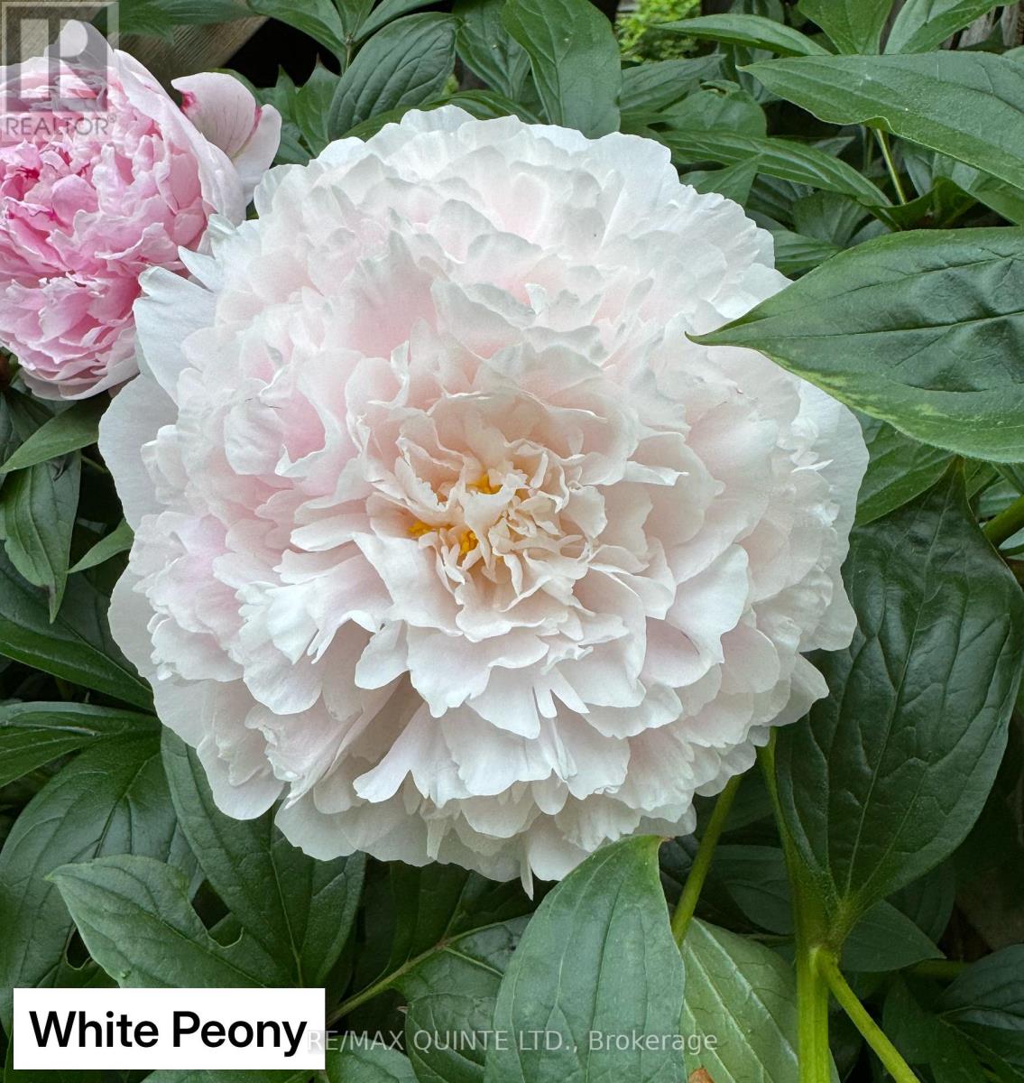 9 Wilkins Street, Belleville, Ontario  K8P 1P2 - Photo 34 - X12714634