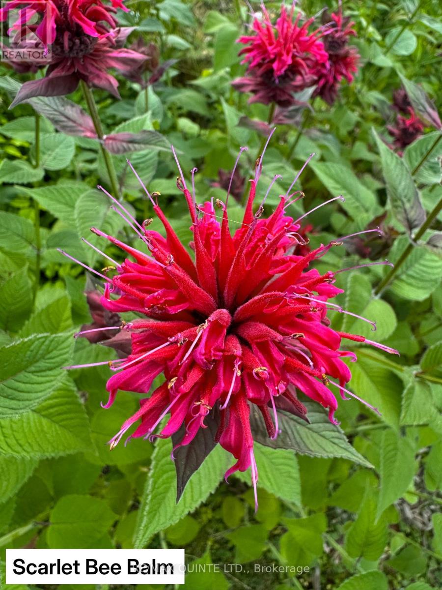 9 Wilkins Street, Belleville, Ontario  K8P 1P2 - Photo 36 - X12714634