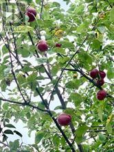 326 Cressy Bayside Road, Prince Edward County, Ontario  K0K 2T0 - Photo 47 - X12770718